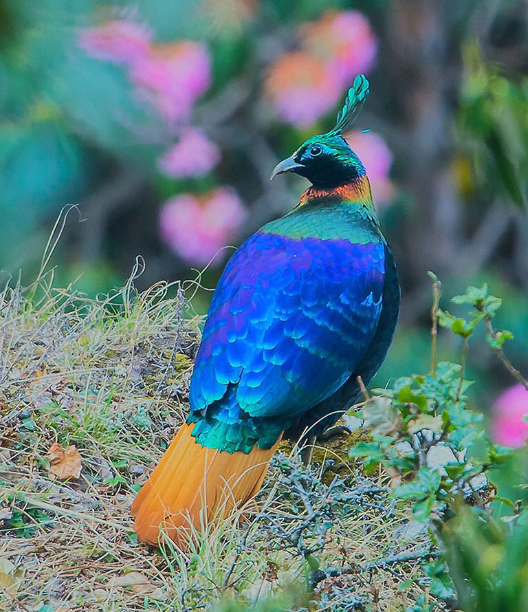 Uttrakhand