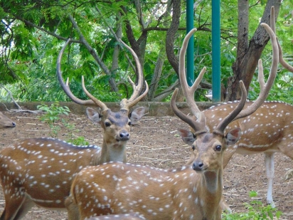 Benog Wildlife Sanctuary