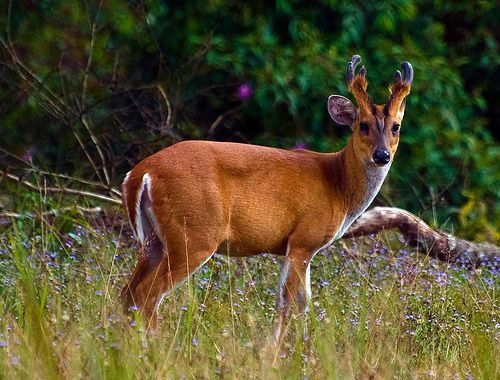 Askot Wildlife Sanctuary