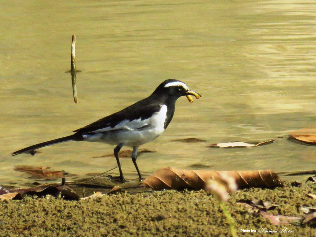 Sonanadi Wildlife Sanctuary