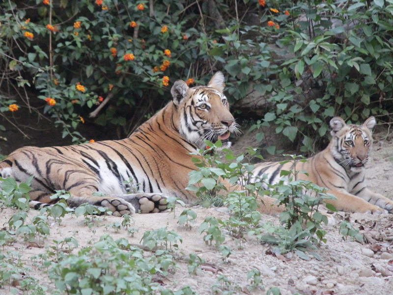 Rajaji National Park