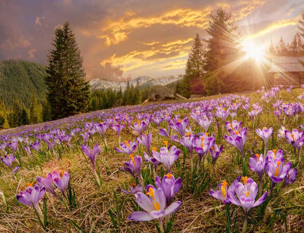 Valley of Flowers National Park